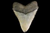 Fossil Megalodon Tooth - North Carolina #147511-2